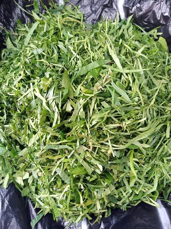 Afang Leaves – Fresh Nigerian Vegetable for Afang Soup