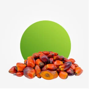 Banga – Palmnut Paste and Fresh Banga Seed for Traditional Soups - Image 3