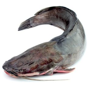 Fresh Fish – Clean and Ready for Cooking