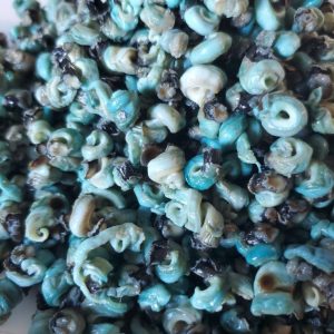 Periwinkle