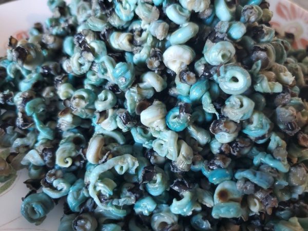 Periwinkle