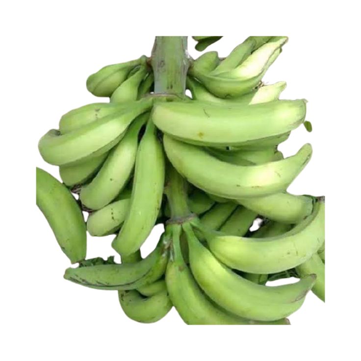 Plantain