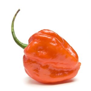 Rodo pepper (Scotch bonnet)