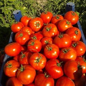 Tomatoes